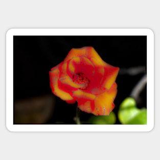 Red yellow rose blossom Sticker